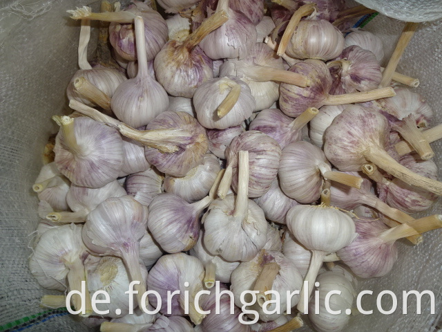 New Crop Normal Garlic